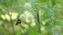 Silver-spotted Skipper Butterfly Feeding Nectar On A White Buttonbush Flower