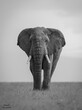 Grayscale photo of an elephant