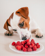 Jack Russell Terrier Puppy Eating Raspberry