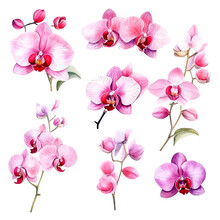 Set Of Pink Orchid Floral Watecolor. Flowers And Leaves. Floral Poster, Invitation Floral. Vector Arrangements For Greeting Card Or Invitation Design	