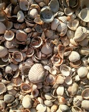 Small Seashells From Azov Sea Beach