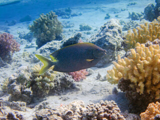 Wall Mural - Brown-spotted rabbitfish - (Siganus stellatus), underwater photo into the Red Sea