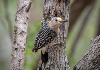 Wall Mural - golden-fronted woodpecker in a texas forest