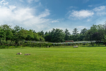 Wall Mural - Outdoor Green Forest and Green Grass