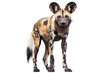 African Wild Dog isolated on transparent background.