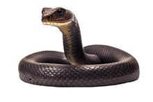 African Black Mamba Snake Isolated On Transparent Background.
