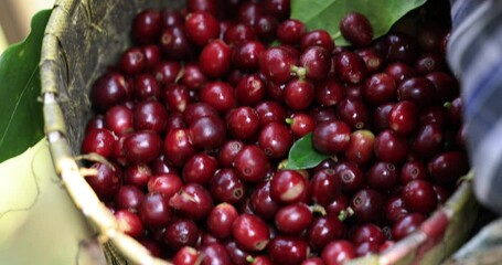 Wall Mural - Organic ripe red coffee in a basket 4k video