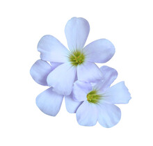 Purple Shamrock Or Love Plant Or Oxalis Flowers. Closeuo Small Blue-purple Flower Bouquet Isolated On White Background. The Side Of Exotic Flowers.	