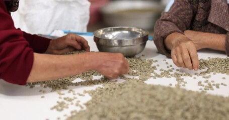 Wall Mural - woman selecting coffee beans being sorted out after drying in factory chiang mai thailand 4k video