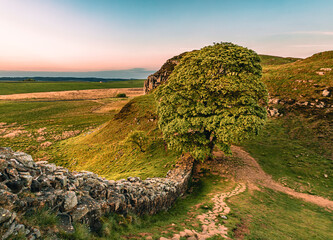 Wall Mural - High Angle view of the Sycamore tree at the Sycamore Gap in the dusk