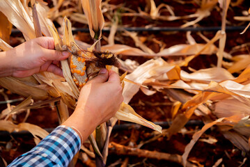 Wall Mural - View of the farmer's hand delicately peeling dry corn in the cornfield highlights the precision and care involved in the harvesting process.