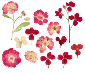 Wall Mural - Pressed and dried flowers matthiola or gillyflower (levkoy), isolated on white background. For use in scrapbooking, pressed floristry or herbarium.