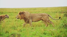 Slow Motion Shot Of Male Lion Feeding On A Kill While Other Animals Try To Steal, Scavenging African Wildlife In Maasai Mara National Reserve, Kenya, Africa Safari Animals In Masai Mara