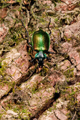 Sticker - Lesser searcher beetle // Kleiner Puppenräuber (Calosoma inquisitor) - Lake Skadar, Montenegro