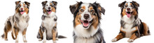 Collection Of Happy Australian Shepherd Dogs (portrait, Sitting, Standing, Lying) Isolated On White Background As Transparent PNG
