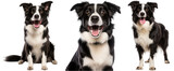 Fototapeta  - Collection of happy border collie dogs (portrait, sitting, standing) isolated on white background as transparent PNG