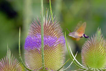 Poster - The hummingbird hawk-moth (Macroglossum stellatarum) feeding on wild teasel (Dipsacus fullonum) flowers