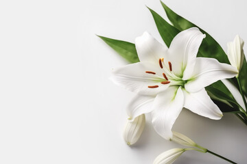 beautiful floral background with white lily flower on same color background. banner template for bea