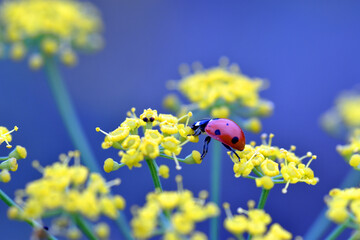 Canvas Print - A lady beetle (Coccinella septempunctata) feeds on the flowers of wild fennel (Foeniculum vulgare)