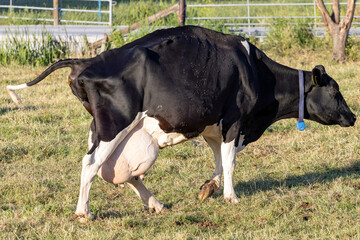 Wall Mural - pregnant_cow