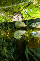 Wall Mural - fish under water surface with reflection