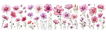 Set Of Cosmos Flowers Watercolor Collection Hand Drawn, Cosmos Flowers Elegant Watercolor , Cosmos Flowers Isolated Transparent Background, PNG.