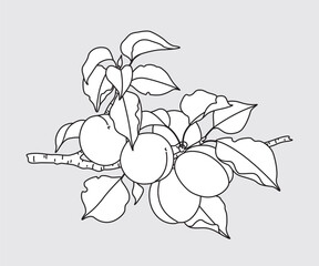 Wall Mural - Outlined Apricot Tree Branch with Fruits.