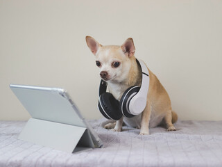 brown short hair Chihuahua dog   wearing headphones sitting on bed and white background with digital tablet,  looking at tablet screen.