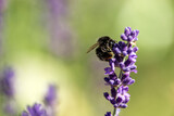 Fototapeta Lawenda - bee on flower,bergafjärden, medelpad, sverige,sweden, norrland, Mats