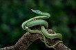 Baron's Green Racer (Philodryas baroni) is a rear-fanged venomous snake species with a remarkable 