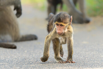 Sticker - Young baboon hanging around and playing in Kruger National Park in South Africa