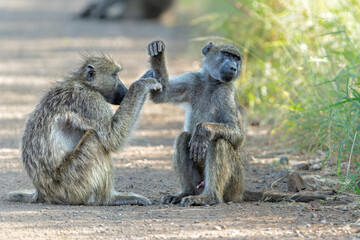 Poster - Young baboon hanging around and playing in Kruger National Park in South Africa