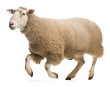 An Ewe Sheep Running On Isolated Background