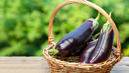 Wall Mural - eggplant in a wicker basket on wooden table with blurred green background