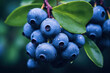 Blueberries on tree,