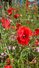 Wall Mural - beautiful bright red poppies and other flowers