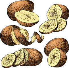 Wall Mural - potato fresh set hand drawn. bag harvest, sack plant, table tuber potato fresh vector sketch. isolated color illustration
