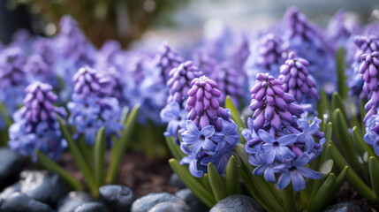 Wall Mural - hyacinths in the garden, generative AI