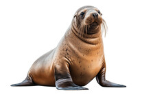 An Illustration Of A Sea Lion Isolated On A White Background, Generative Ai