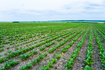 Wall Mural - Rows of young fresh beetroot beet root leaves. Beetroot plants growing in a fertile soil on a agriculture field. Cultivation of beet.