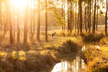 Single Kangaroo In Australian Bushland Beside Creek At Sunset