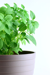 Wall Mural - fresh basil in a pot