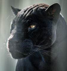 Canvas Print - Portrait of a black panther in the zoo