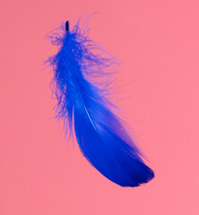 Wall Mural - Blue feather isolated on a pink background.