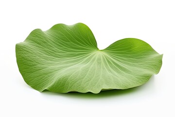 Wall Mural - Close-up of a fresh green lotus leaf on a white background.