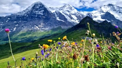 Poster - Swiss nature scenery. Scenic snowy Alps mountains and wild floral meadows. Beauty in nature. Switzerland landscape. Mannlichen mountain