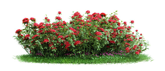 Wall Mural - Shrub rose and meadow cut out on transparent background 3d rendering png