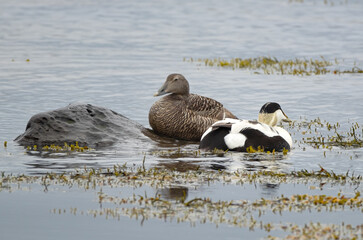 Eider ducks at Melrakkaslétta peninsula in Iceland during the mating period in summer