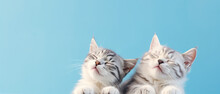 Banner With Two Smiling Cats With Closed Eyes On Blue Background With Copy Space