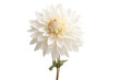© AkuAku - Close-up shot of a white dahlia standing alone against a white backdrop.